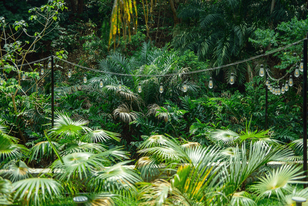 A picture gallery of Sarius Palmetum Botanical Garden in Maitama, Abuja