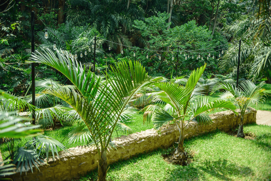 A picture gallery of Sarius Palmetum Botanical Garden in Maitama, Abuja