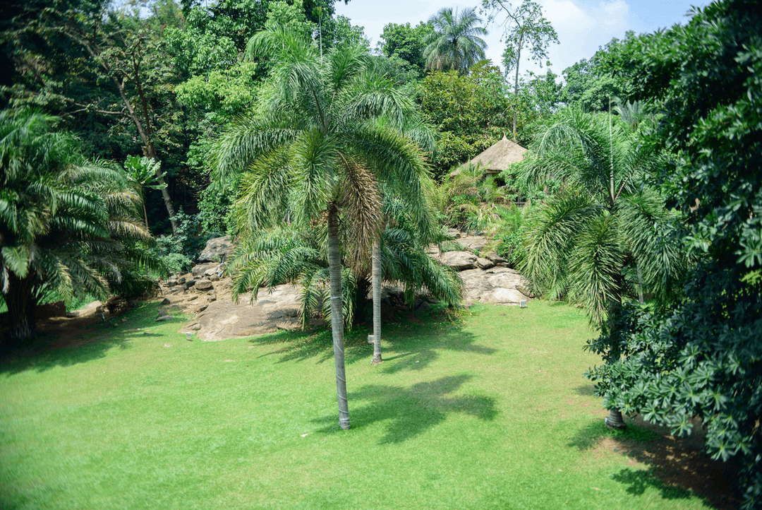A picture gallery of Sarius Palmetum Botanical Garden in Maitama, Abuja