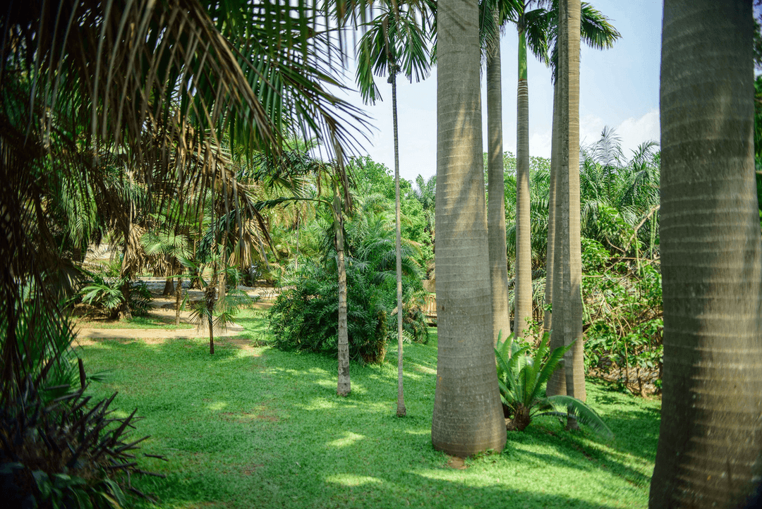 A picture gallery of Sarius Palmetum Botanical Garden in Maitama, Abuja