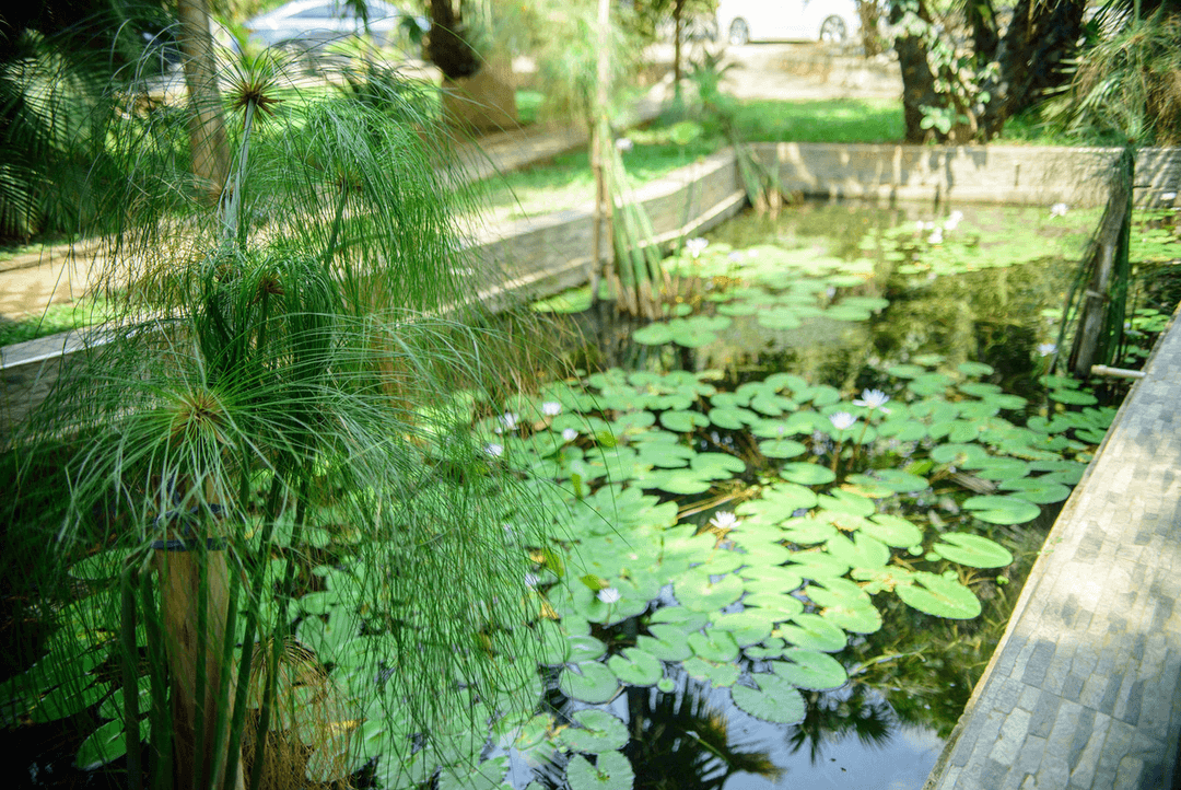 A picture gallery of Sarius Palmetum Botanical Garden in Maitama, Abuja