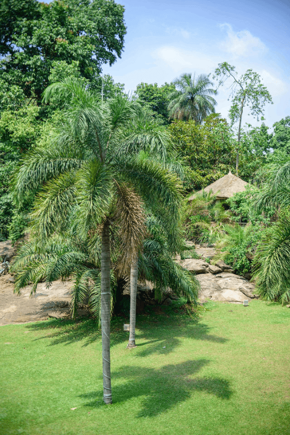 A picture gallery of Sarius Palmetum Botanical Garden in Maitama, Abuja