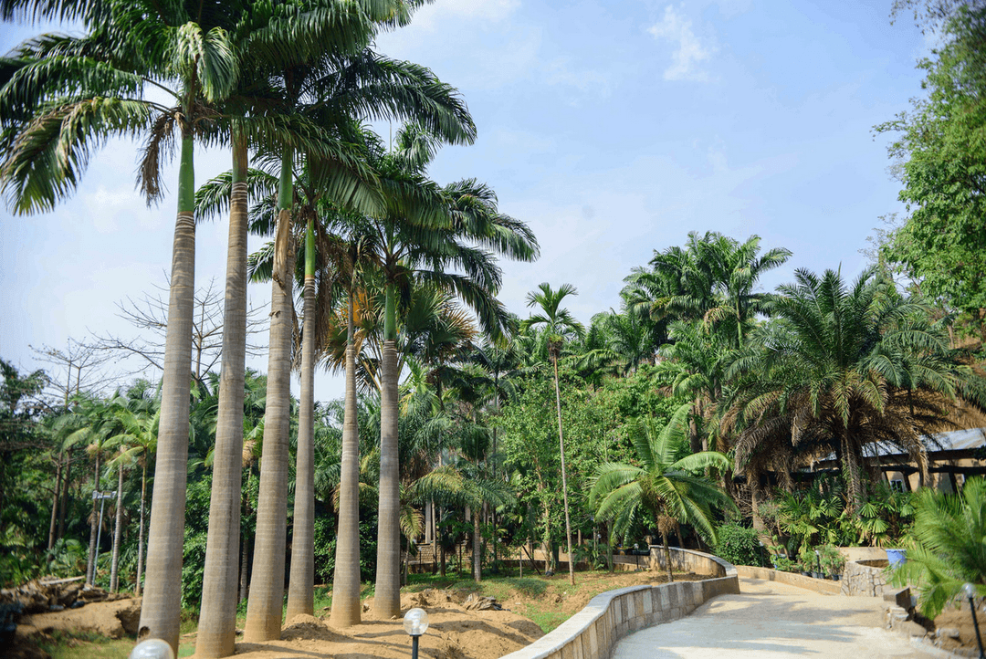 A picture gallery of Sarius Palmetum Botanical Garden in Maitama, Abuja