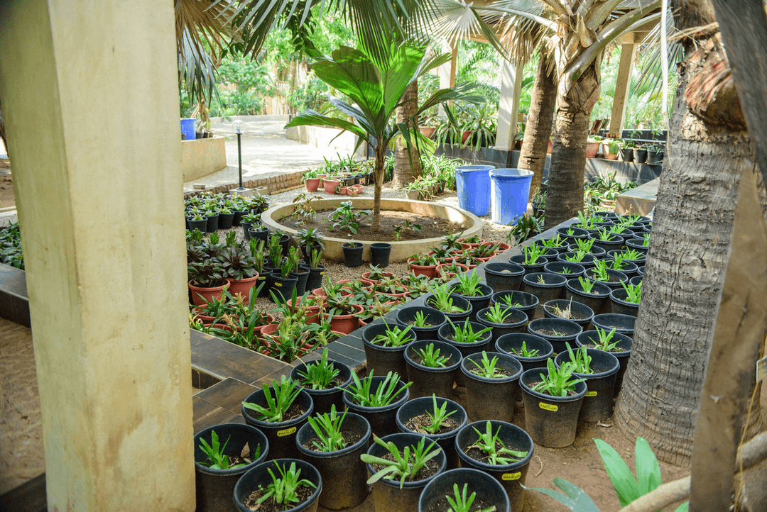 A picture gallery of Sarius Palmetum Botanical Garden in Maitama, Abuja