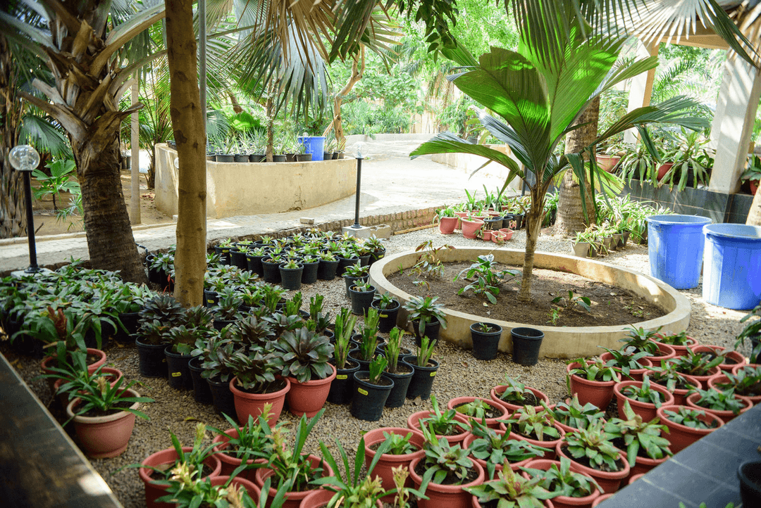 A picture gallery of Sarius Palmetum Botanical Garden in Maitama, Abuja