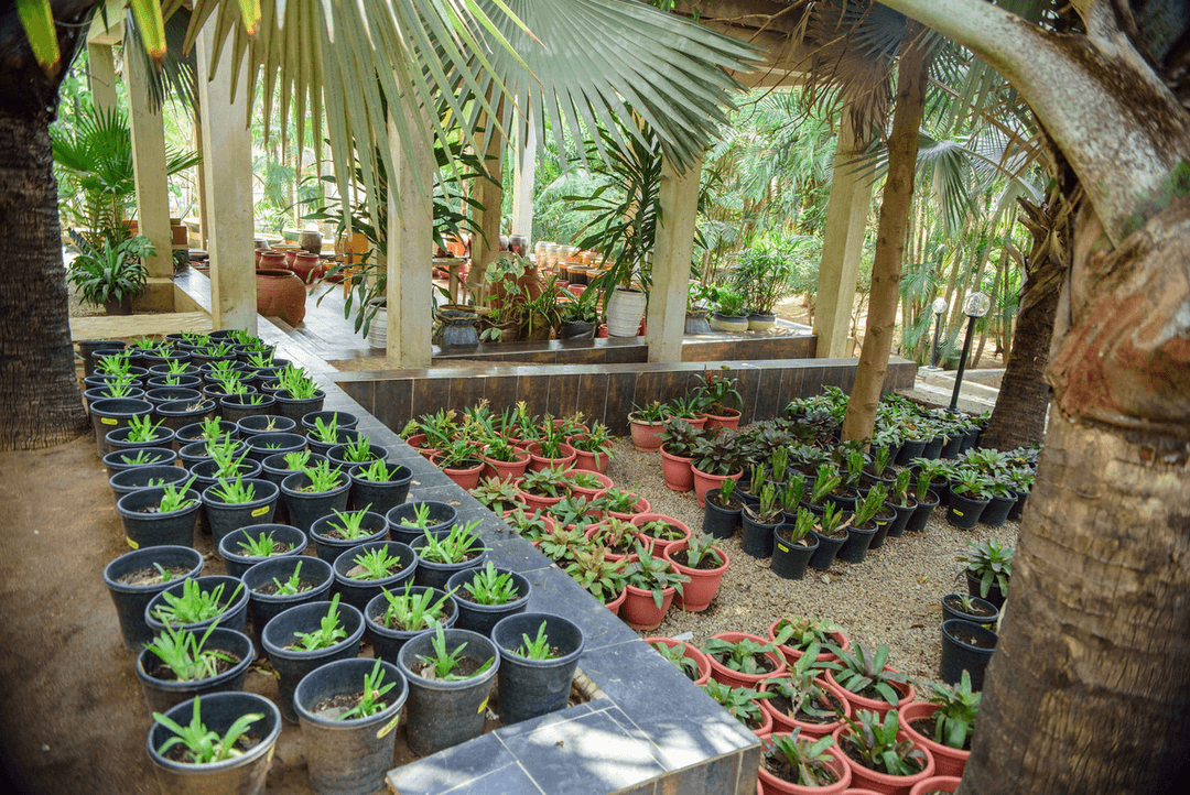 A picture gallery of Sarius Palmetum Botanical Garden in Maitama, Abuja