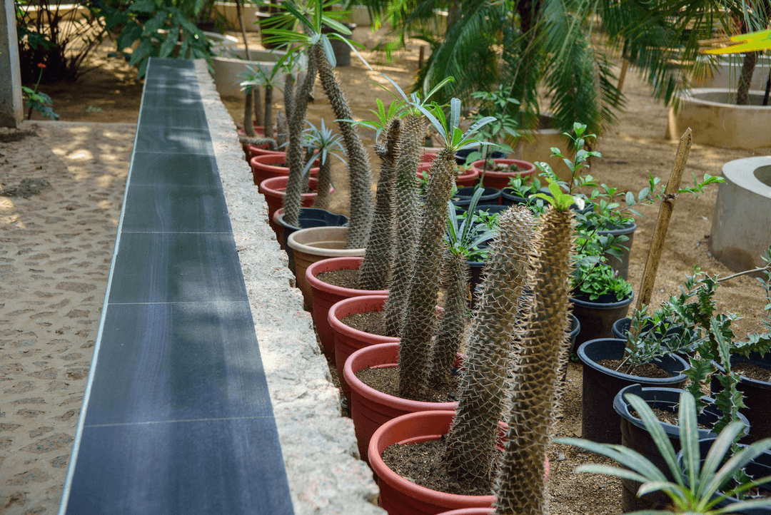 A picture gallery of Sarius Palmetum Botanical Garden in Maitama, Abuja