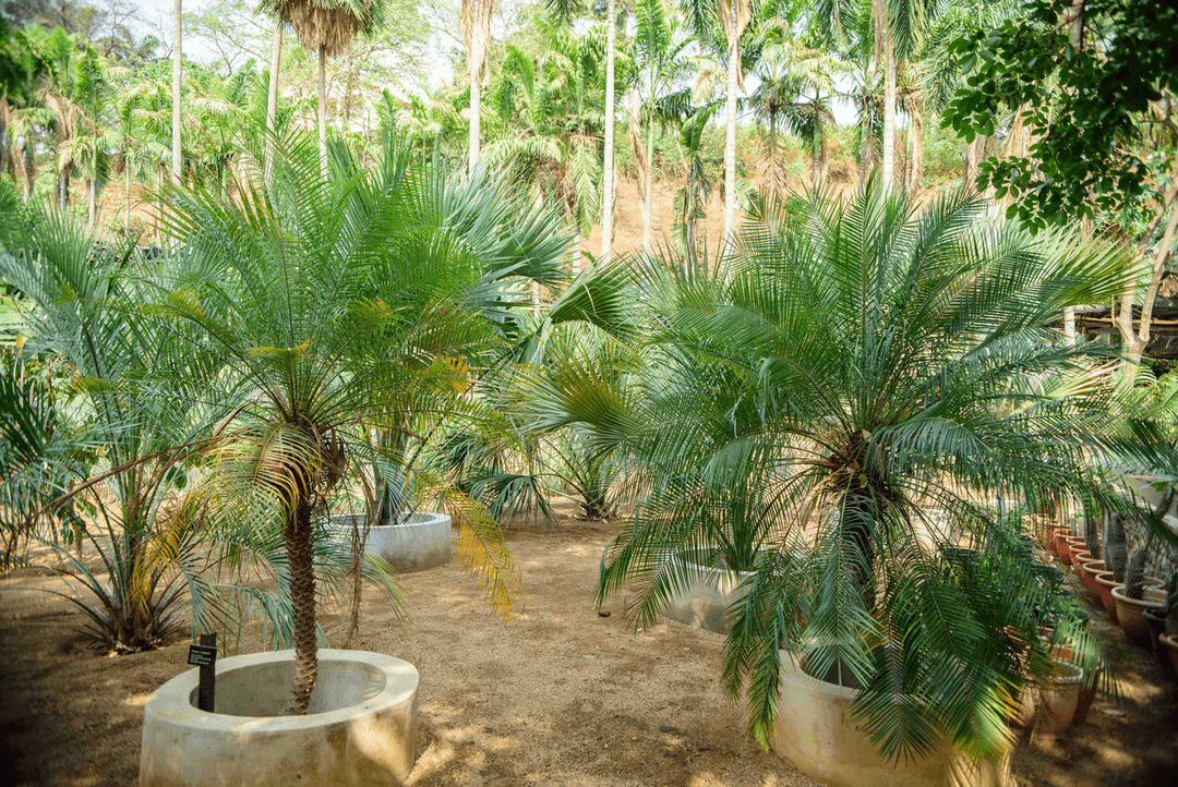 A picture gallery of Sarius Palmetum Botanical Garden in Maitama, Abuja