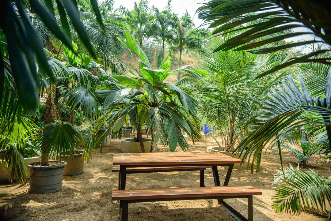 A picture gallery of Sarius Palmetum Botanical Garden in Maitama, Abuja