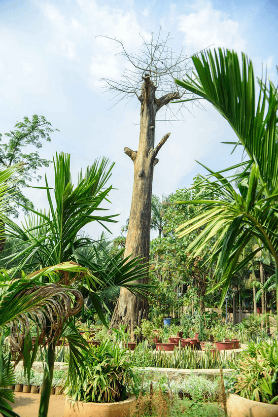 A picture gallery of Sarius Palmetum Botanical Garden in Maitama, Abuja