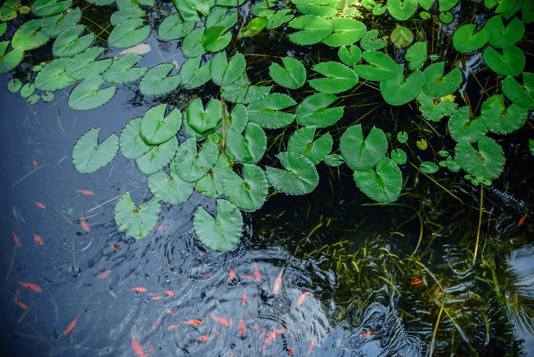 A picture gallery of Sarius Palmetum Botanical Garden in Maitama, Abuja