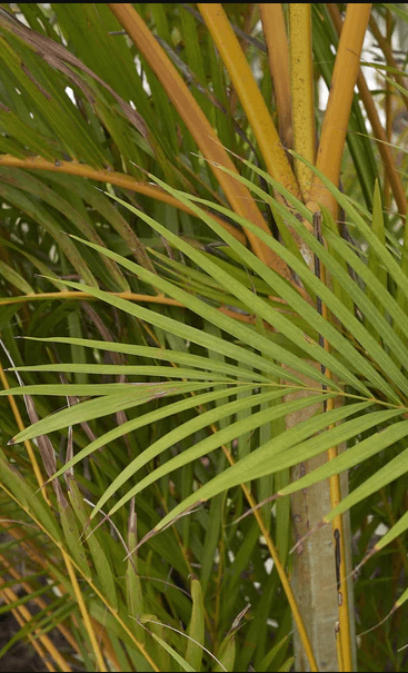 Palm Tree Ampasindavae Palm