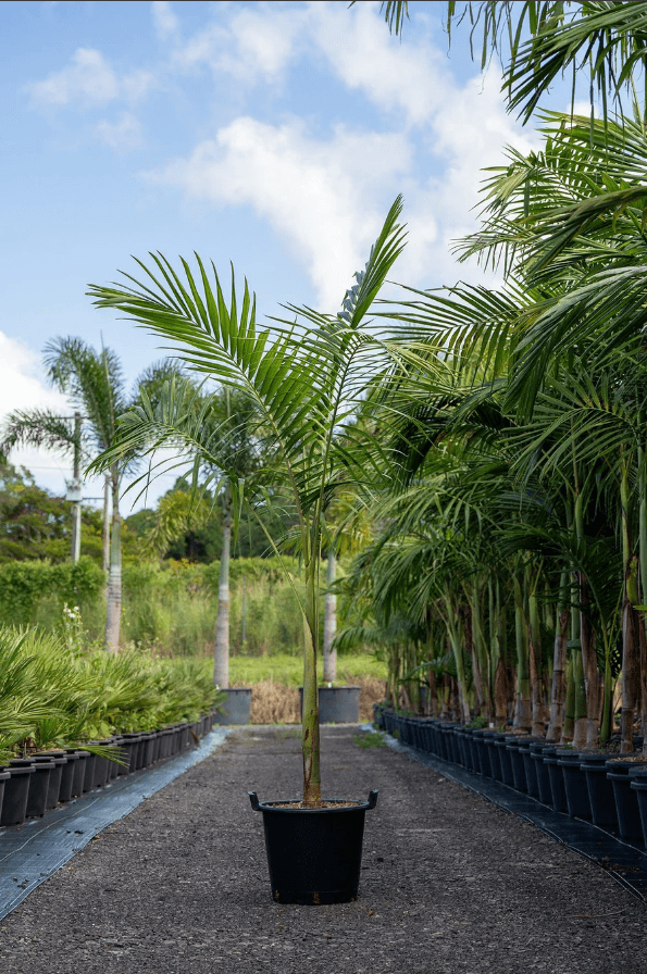 Palm Tree Bangalow Palm