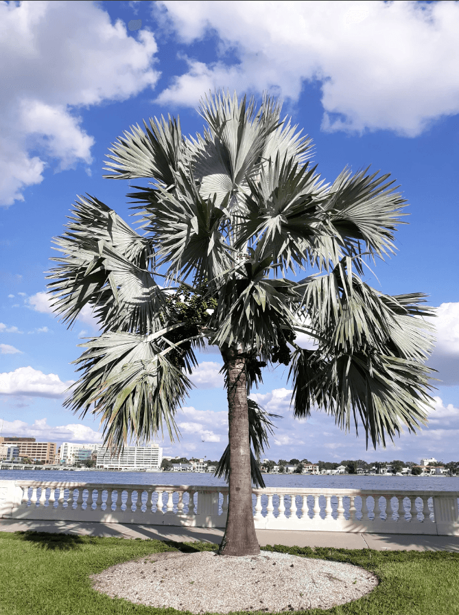 Palm Tree Bismarck Palm