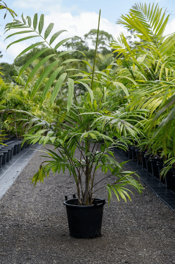 Palm Tree Blue Cane Palm