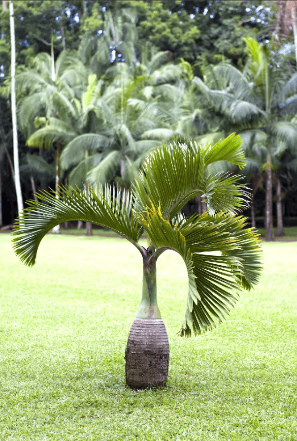 Palm Tree Bottle Palm