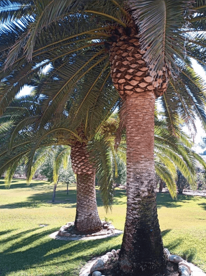 Palm Tree Canary Island Date Palm