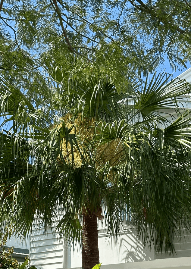 Palm Tree Carnarvon Gorge Palm