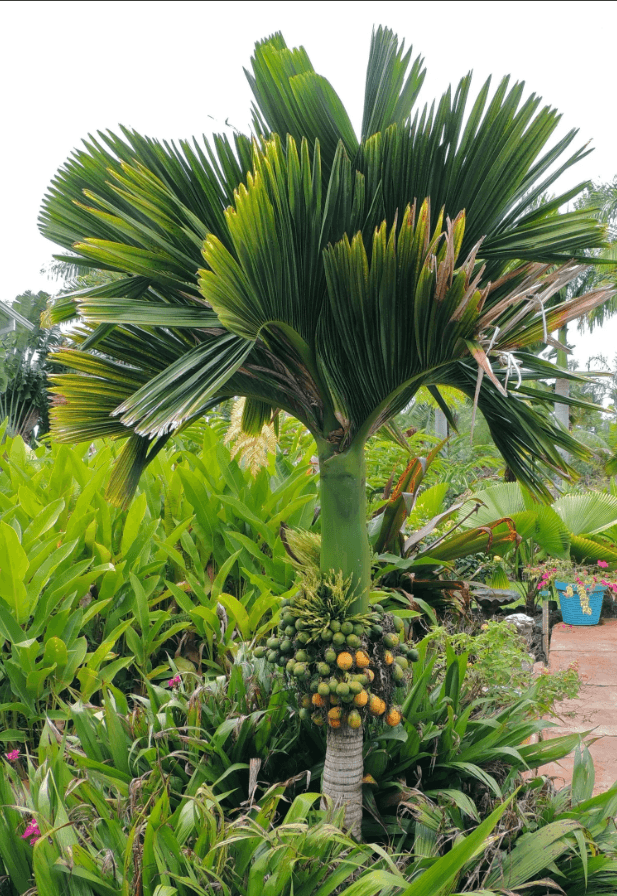 Palm Tree Dwarf Area Catechu Palm