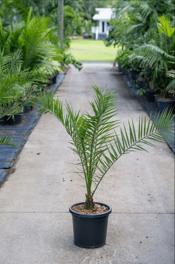 Palm Tree Dwarf Date Palm