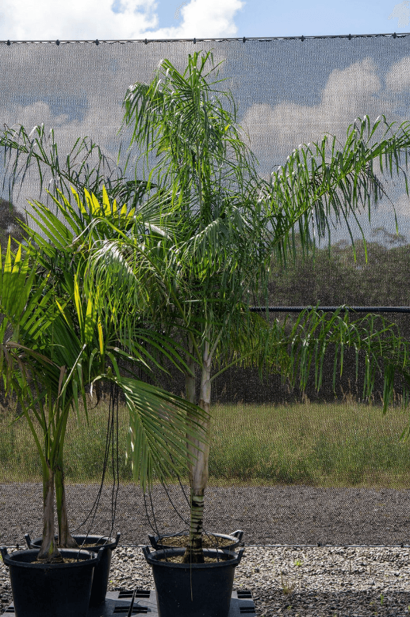 Palm Tree Fine Leaf Palm