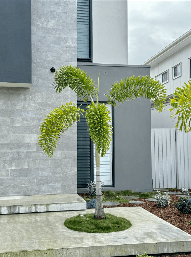 Palm Tree Foxtail Palm