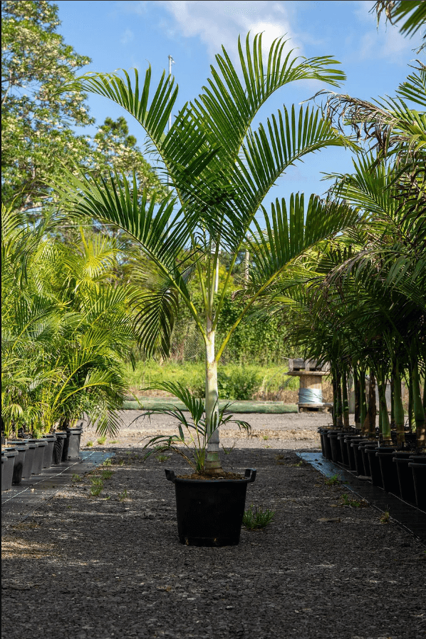 Palm Tree Golden Cane Palm