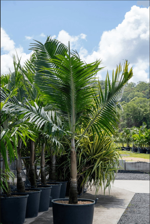 Palm Tree Hurricane Palm