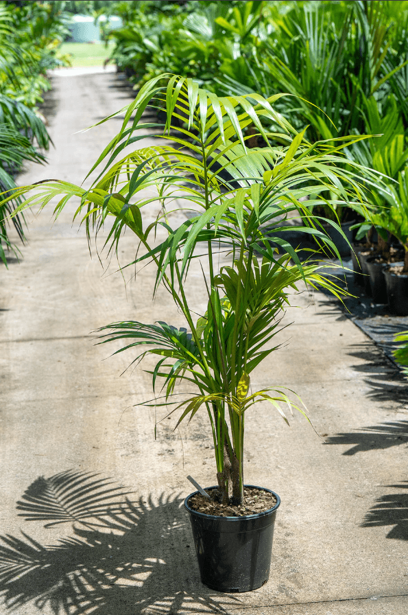 Palm Tree Kentia Palm