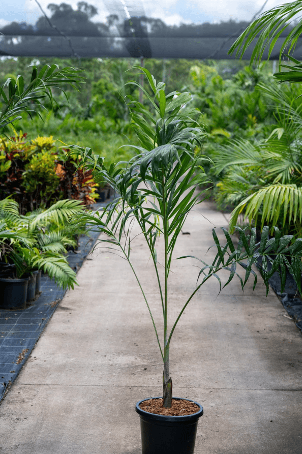 Palm Tree Madagascar Cane Palm