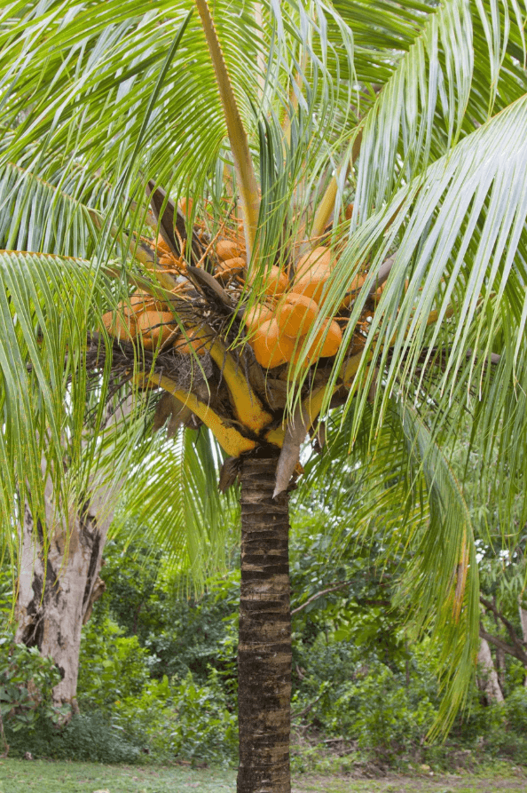 Palm Tree Malay Dwarf Coconut Palm