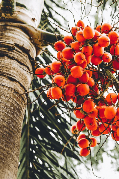 Palm Tree Queensland Black Palm