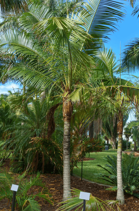 Palm Tree Redneck Palm