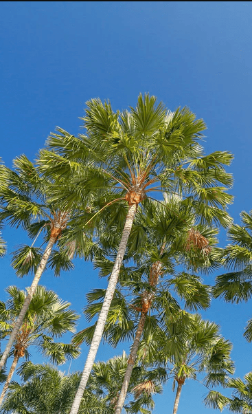 Palm Tree Rigid Fan Palm