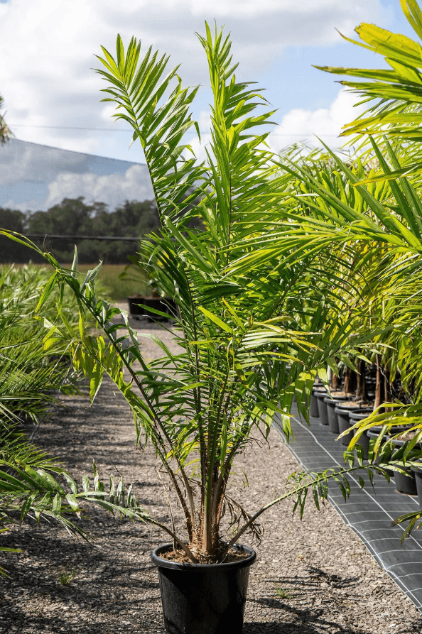 Palm Tree Senegal Date Palm