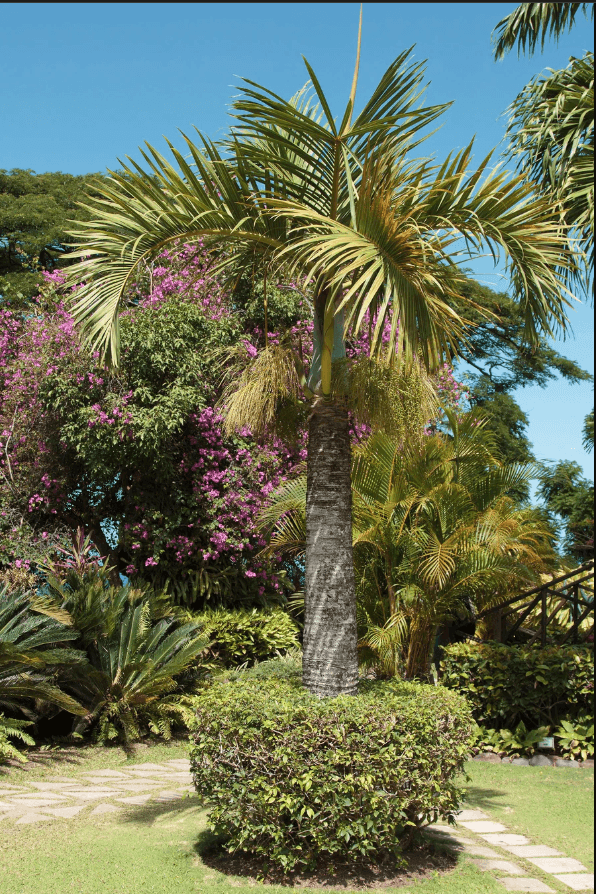 Palm Tree Spindle Palm