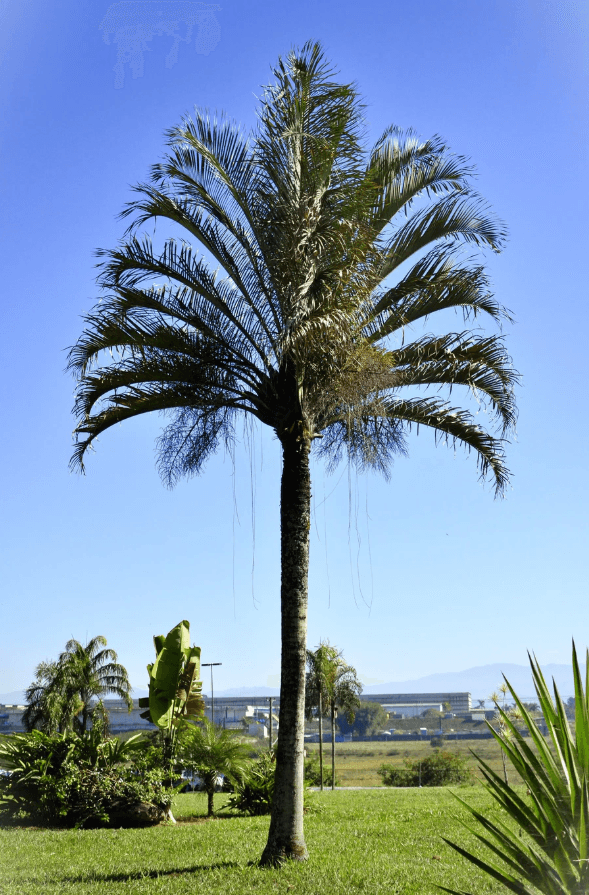 Palm Tree Triangle Palm