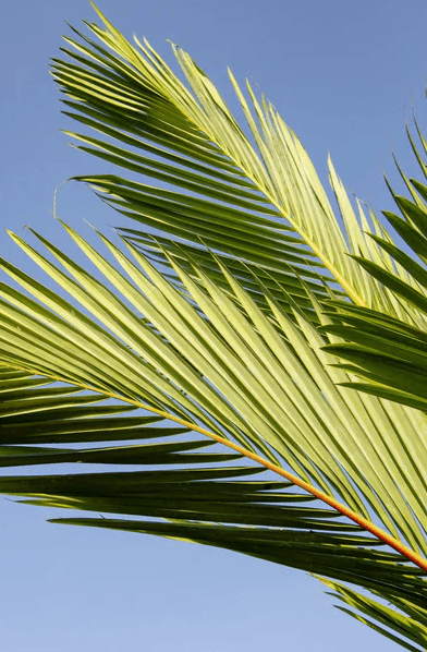 Palm Tree Triple Crown Palm