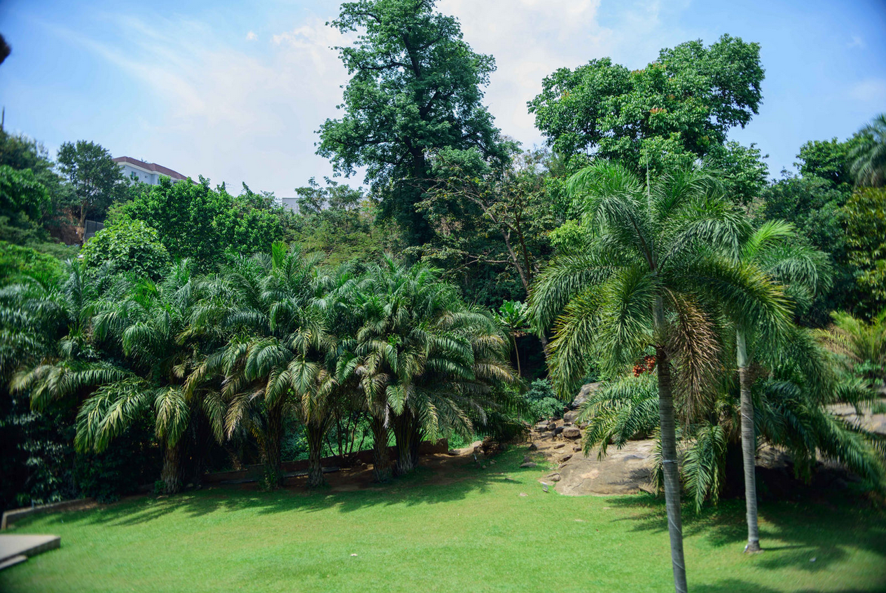 Palm view 1