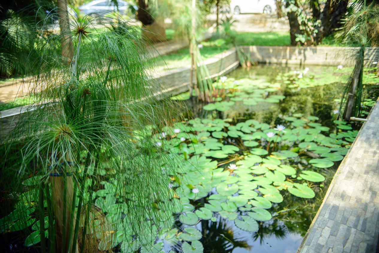 Palm view 21