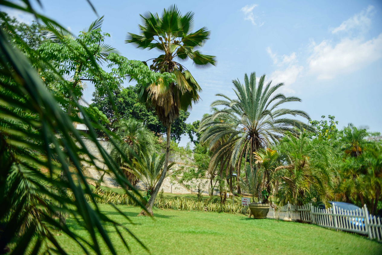 Palm view 9