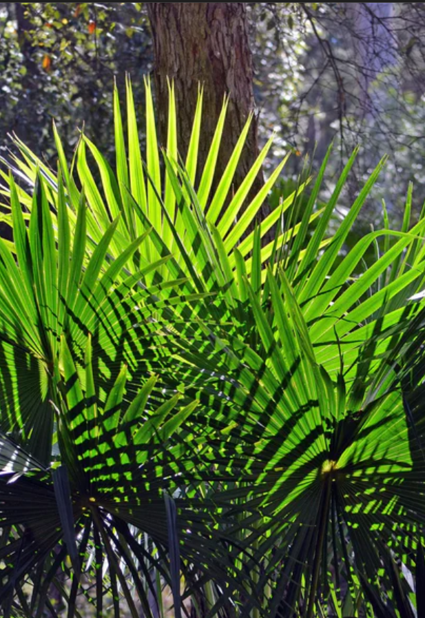 Australian Fan Palm
