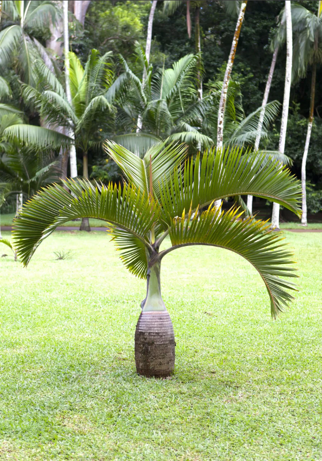 Bottle Palm