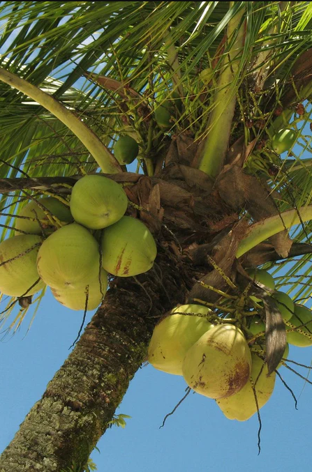 Coconut Palm