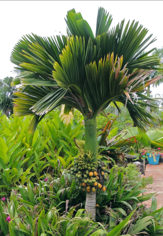 Dwarf Areca Catechu Palm