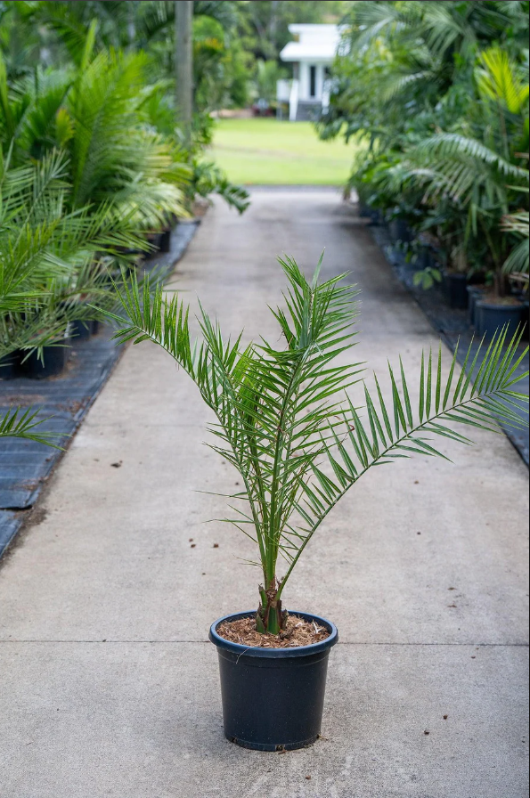 Dwarf Date Palm