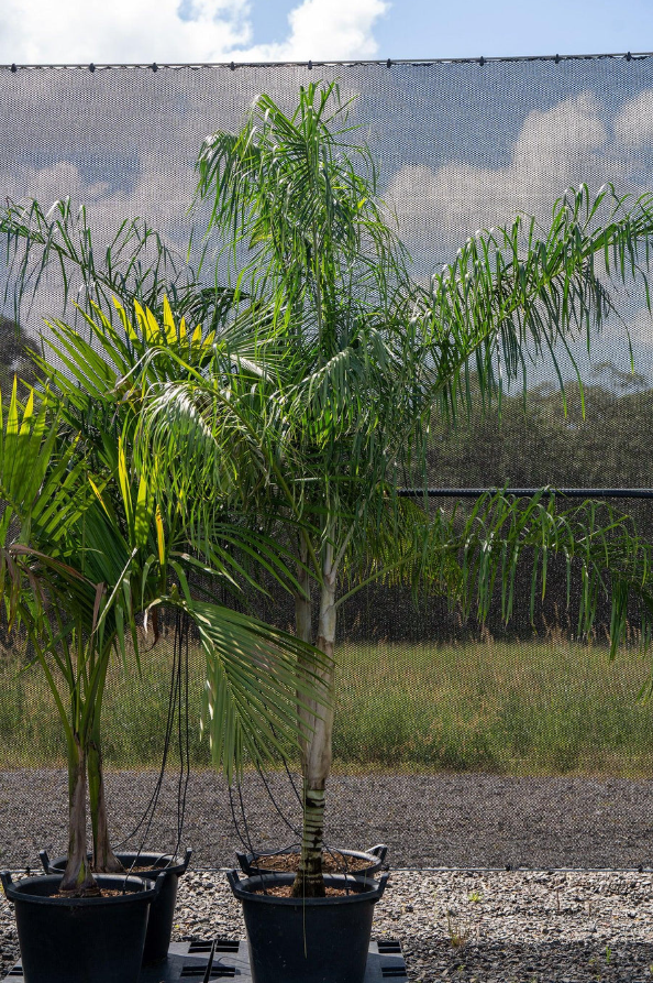 Fine Leaf Palm
