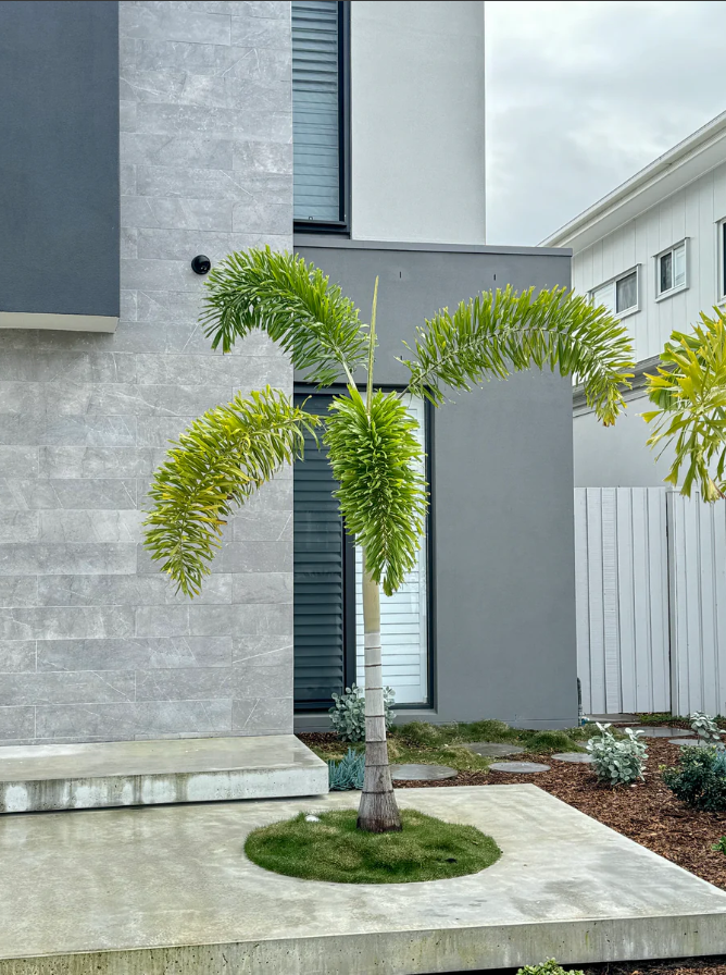 Foxtail Palm