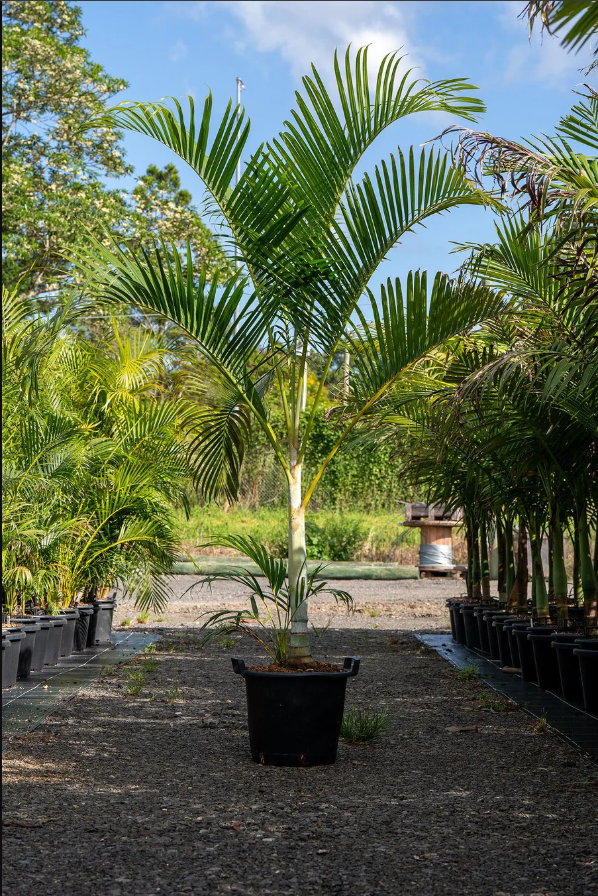 Golden Cane Palm