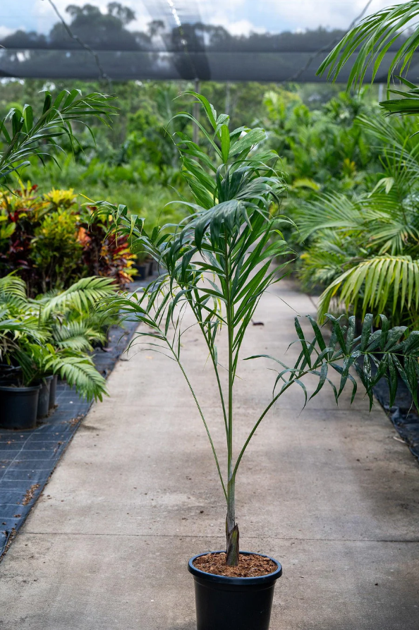 Madagascar Cane Palm